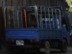 ต้องการขายรถบรรทุก 4 ล้อกลาง อีซูซุ เครื่อง 2800 เทอร์โบ 100 แรงม้า